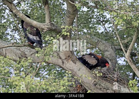 Jester (Terathopius ecaudatus), adulto, su un albero, al nido, coppia, all'erta, Parco Nazionale Kruger, Sudafrica Foto Stock