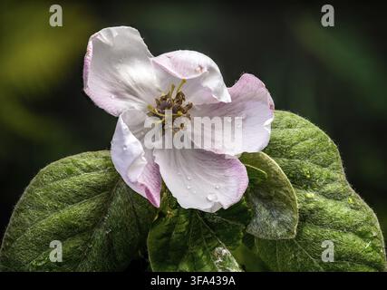 Un solitario fiore di cotogna che fiorisce su un ramo. L'immagine mette in risalto i delicati petali bianchi rosa, gli stami con punta dorata e i morbidi e leggeri petali Foto Stock