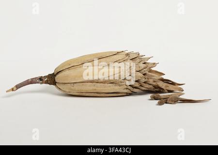 Baccello di semi secchi di tulipani Liriodendron tulipifera isolato su bianco Foto Stock