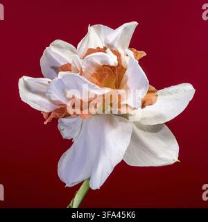 Foto macro di un narciso doppio con petali bianchi a strati e un centro arancione brillante. Vista dettagliata delle gocce d'acqua su una sorgente che fiorisce contro un solo Foto Stock