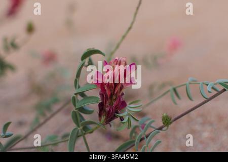 Prima piano di una vivace fiore selvatica rosa con foglie verdi che cresce nella sabbia sotto una luce soffusa, catturando i dettagli delicati dei petali e dell'ambiente circostante Foto Stock