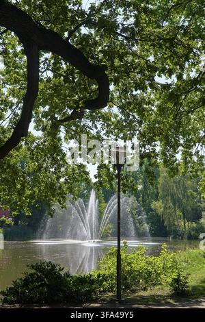 Quercia inglese (Quercus robur) ad agosto, estate, Germania, all'Amtsteich nel Goethepark, Cottbus, questa possente quercia inglese, un antico simbolo botanico Foto Stock