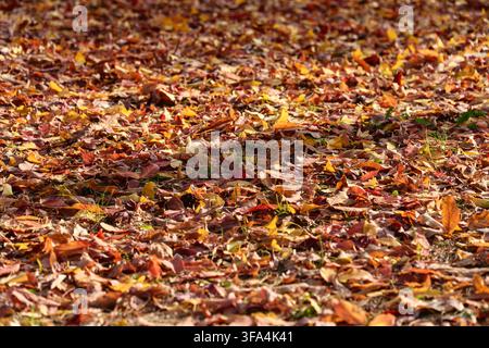 Tappeto di foglie autunnali colorate sul terreno Foto Stock