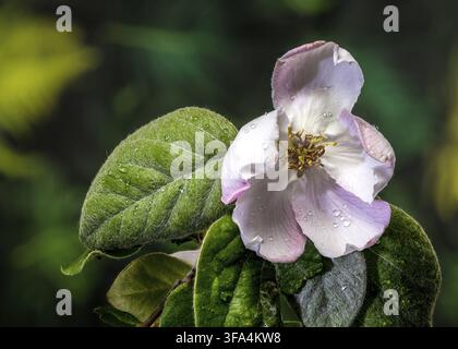 Un solitario fiore di cotogna che fiorisce su un ramo. L'immagine mette in risalto i delicati petali bianchi rosa, gli stami con punta dorata e i morbidi e leggeri petali Foto Stock