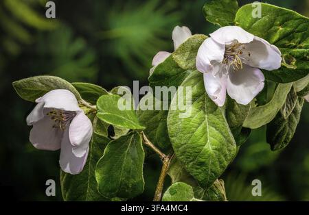 Un solitario fiore di cotogna che fiorisce su un ramo. L'immagine mette in risalto i delicati petali bianchi rosa, gli stami con punta dorata e i morbidi e leggeri petali Foto Stock