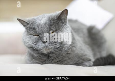 Primo piano di un tranquillo gatto British Shorthair grigio che dorme con gli occhi chiusi su una morbida biancheria da letto bianca, creando un'atmosfera di serena rilassazione e comfort Foto Stock