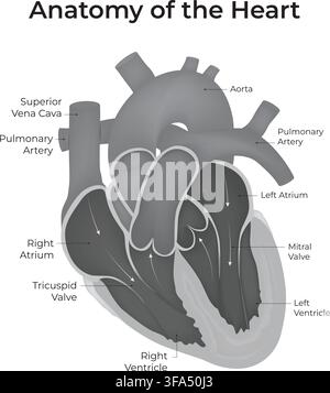 Anatomia del cuore umano che mostra camere, valvole, aorta e arteria polmonare Illustrazione Vettoriale
