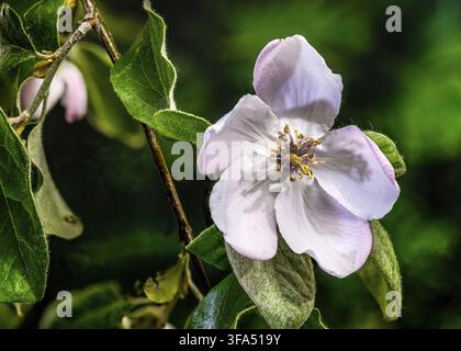 Un solitario fiore di cotogna che fiorisce su un ramo. L'immagine mette in risalto i delicati petali bianchi rosa, gli stami con punta dorata e i morbidi e leggeri petali Foto Stock