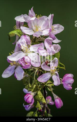 Macro di un ramo di albero di mandorle con fiori aperti e boccioli rosa ricoperti di gocce di rugiada. Frutteto in fiore in primavera su uno sfondo verde scuro solido Foto Stock