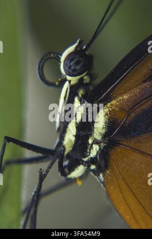 010-102023-38 Foto Stock