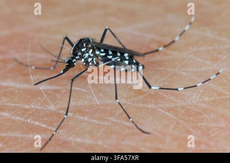 Zanzara tigre, zanzara tigre asiatica, zanzara della foresta (Stegomyia albopicta, Aedes albopictus, Cryptus albopictus, Culex albopictus) sulla pelle. Foto Stock