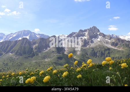Belle vette di Presanella e Bursazza nel parco Adamello con fiori di globo gialli in primo piano, Italia. Foto Stock