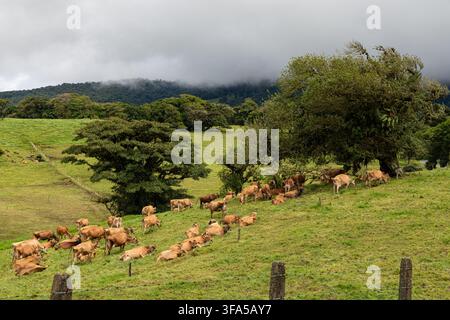 Allevamento di bovini da latte al pascolo su un pendio sotto nuvole basse Foto Stock