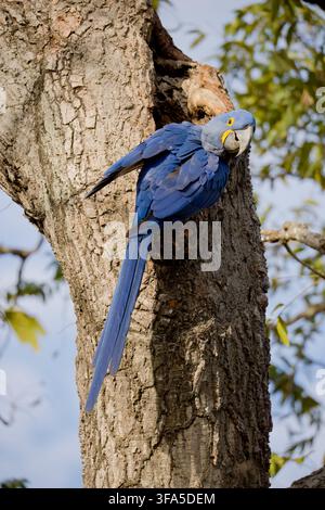 Ara hyacinto Porto Jofre Pantanal Brasile Foto Stock