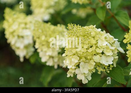 Prima vista di fiori di idrangea paniculata a forma di cono bianco in fiore in un giardino estivo, con foglie verdi rigogliose e texture floreali naturali Foto Stock