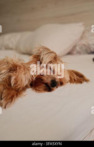 Uno Yorkshire Terrier che si rilassa su un letto in un ambiente domestico accogliente, catturato dall'alto per enfatizzare il comfort, la morbidezza e la vita quotidiana intima Foto Stock