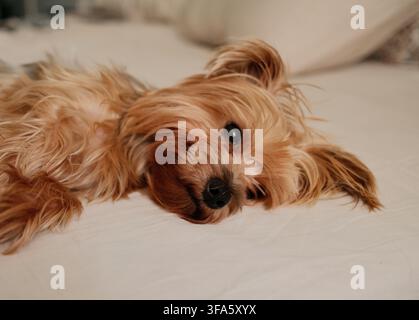 Primo piano di uno Yorkshire Terrier che riposa tranquillamente su un letto con un volto espressivo, adatto per storie emotive sugli animali domestici, concetti di solitudine Foto Stock