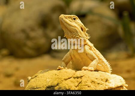 Drago barbetto centrale (Pogona vitticeps) che si crogiola su una roccia illuminata dal sole in un ambiente arido Foto Stock