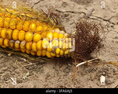 Primo piano di un chicco di mais giallo maturo che giace su terra secca e screpolata. Foto Stock