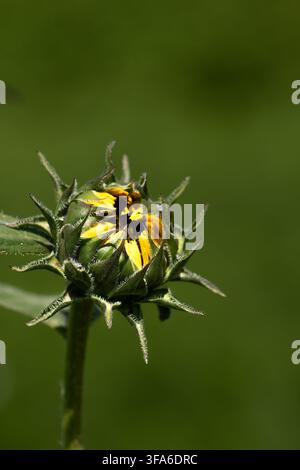 Un primo piano di un girasole giallo in bocciolo racchiuso da foglie verdi su uno sfondo verde scuro con spazio per il testo Foto Stock