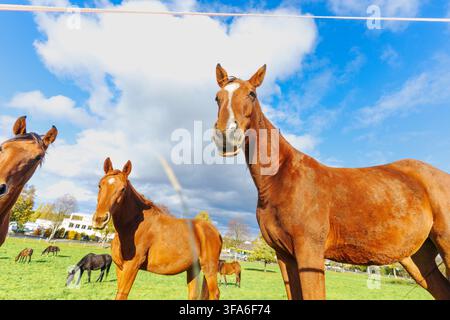 Diversi cavalli marroni si trovano in un campo erboso verde dietro una linea di recinzione. Una vista grandangolare mostra gli animali che guardano verso l'obiettivo sotto un blu nuvoloso Foto Stock