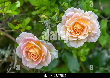 Due rose rosa chiaro con centri gialli, circondate da foglie verdi e piccoli fiori bianchi su steli sottili. Foto Stock