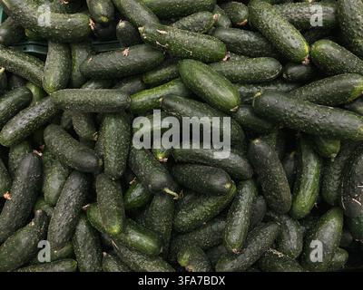 Una moltitudine di cetrioli verdi freschi ammucchiati su un bancone in una drogheria o in un mercato della cucina. Foto di alta qualità Foto Stock