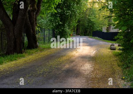 Tranquilla strada fiancheggiata da alberi coperta di polline primaverile giallo o petali di fiori nella morbida luce del sole al tramonto. Foto Stock