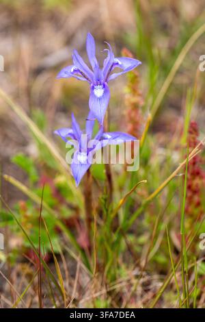 Bellissime fiori selvatici viola della Noce di Barbaria (Moraea sisyrinchium) in fiore Foto Stock