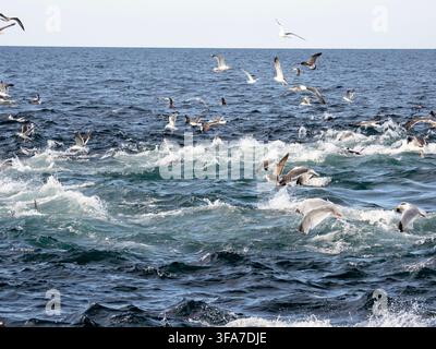 Una frenesia di alimentazione di tonni rossi dell'Atlantico, Thunnus thynnus, e gabbiani reali, Larus marinus, che si nutrono di una palla di esca di acciughe al largo dell'isola Foto Stock