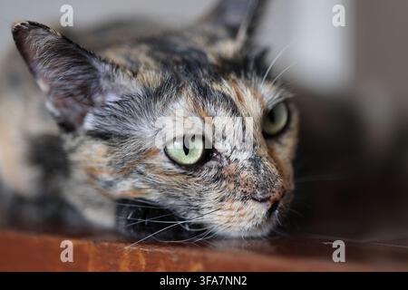 Adorabile gatto tortie sdraiato comodamente e rilassato in casa, macro di un gatto domestico calmo con occhi luminosi. Foto Stock