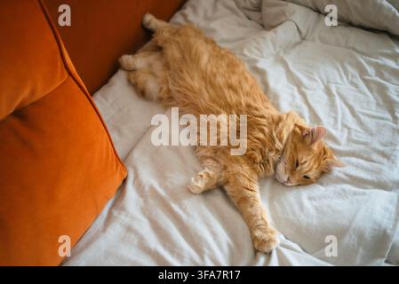 Gatto carino a pelo lungo e fulvo che riposa comodamente su un letto morbido, mostrando un momento di pura relaxazione accogliente, ideale per un adorabile ritratto di animale domestico Foto Stock