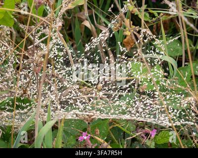 Semi d'erba intrappolati in una ragnatela nella riserva naturale di Marazion Marsh, Marazion, Cornovaglia, Regno Unito. Foto Stock