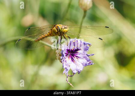 Libellula comune, Sympetrum striolatum a riposo su un fiore viola, Sussex, Regno Unito Foto Stock