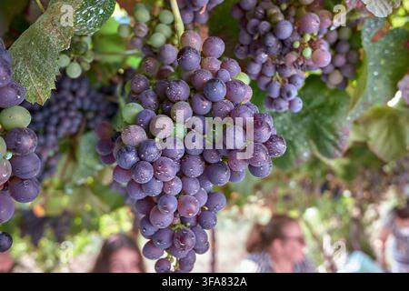 Uva viola e verde con gocce d'acqua che pendono da una vite, pronta per la vendemmia Foto Stock