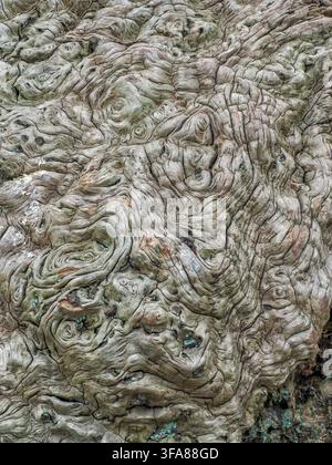 Nodi e vortici nel legno morto di un tronco di quercia - Somerset UK Foto Stock