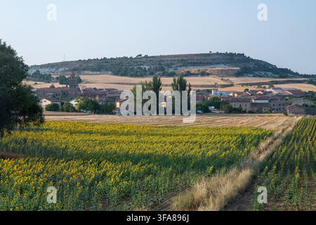 Un paesaggio di campagna pittoresco con un vivace campo di girasoli gialli in piena fioritura, che conduce verso un tranquillo villaggio autentico incastonato in Foto Stock