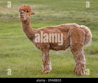 Alpaca color fawn in piedi all'aperto in un campo agricolo. Vicugna paco Foto Stock