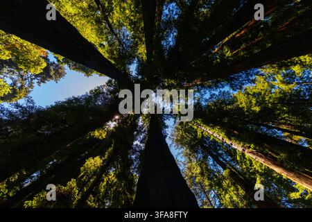 FELTON, STATI UNITI - 22 GIUGNO 2026: Vista verso l'alto lungo i tronchi massicci degli antichi sequoie sul sentiero Redwood Grove Loop verso il luminoso Foto Stock