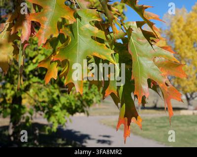 Foglie della quercia rossa del Nord (Quercus rubra) che passano dal verde al rosso e all'arancione sopra un sentiero del parco alla fine di ottobre nel Colorado, USA Foto Stock