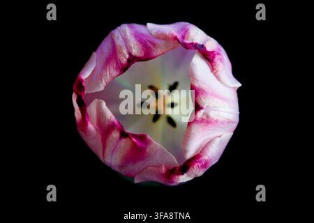Macro primo piano di un fiore di tulipa rosa e bianco visto dall'alto Foto Stock