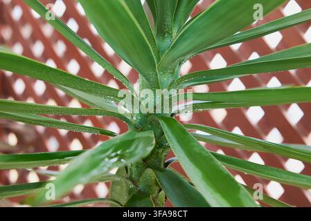 Piante di yucca con foglie verdi fresche ricoperte di piccole gocce d'acqua, in un ambiente esterno Foto Stock