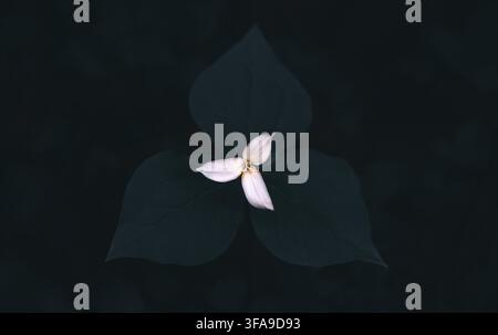 Macro di un trillio del Pacifico (Trillium ovatum) in fiore, verde smeraldo profondo, atmosfera cupa, effetto opaco, basso chiave, orizzontale Foto Stock