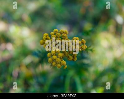 Capitula di fiore di tanaceto comune che formano un ammasso giallo denso su uno sfondo naturale verde sfocato Foto Stock