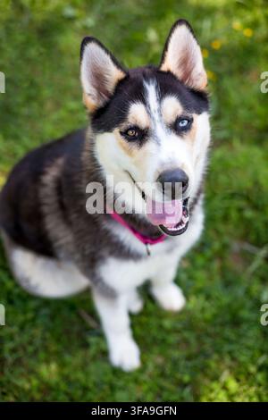 Un cane Husky con eterochromia negli occhi che guarda verso la fotocamera Foto Stock