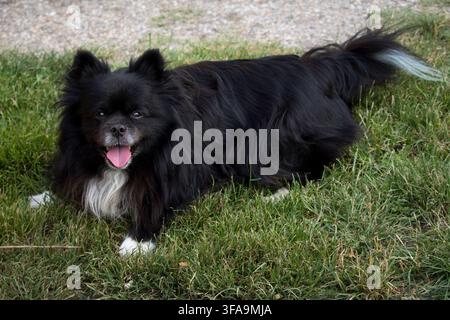 Scatto orizzontale a corpo intero di un felice cane Spitz tedesco nero sdraiato nell'erba verde con la lingua fuori, pelo soffice e ondulato e sentiero di ghiaia sullo sfondo Foto Stock