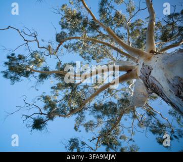 Vista a livello del suolo attraverso la chioma di un albero di eucalipto. I rami si irradiano in un modello frattale contro il cielo blu chiaro. Langwarrin South, Victoria. Foto Stock