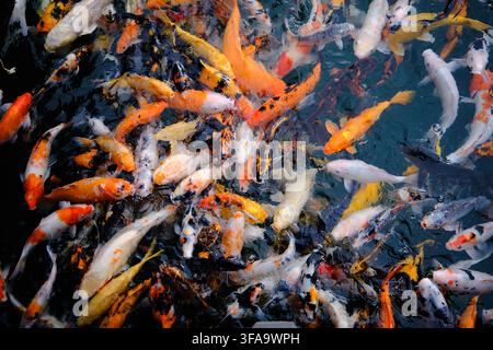 molti pesci koi colorati che nuotano su uno sfondo scuro Foto Stock