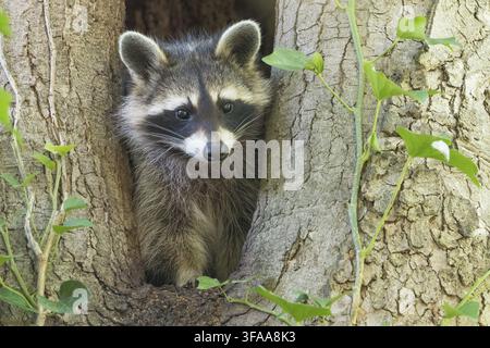 Primo piano di un procione (Procyon lotor) che sbircia da una cavità di un albero, Assia, Germania Foto Stock