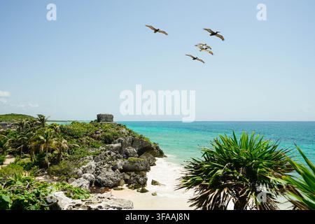 Pelicani marroni che volano in un cielo blu sopra antiche rovine Maya e il mare caraibico turchese a Tulum, Messico. Foto Stock